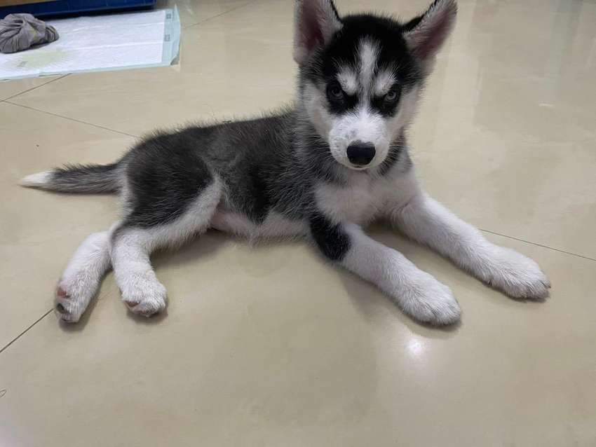 Download Anak Anjing Siberian Husky Nomer 50