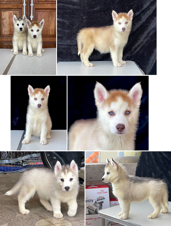 Detail Anak Anjing Siberian Husky Nomer 55