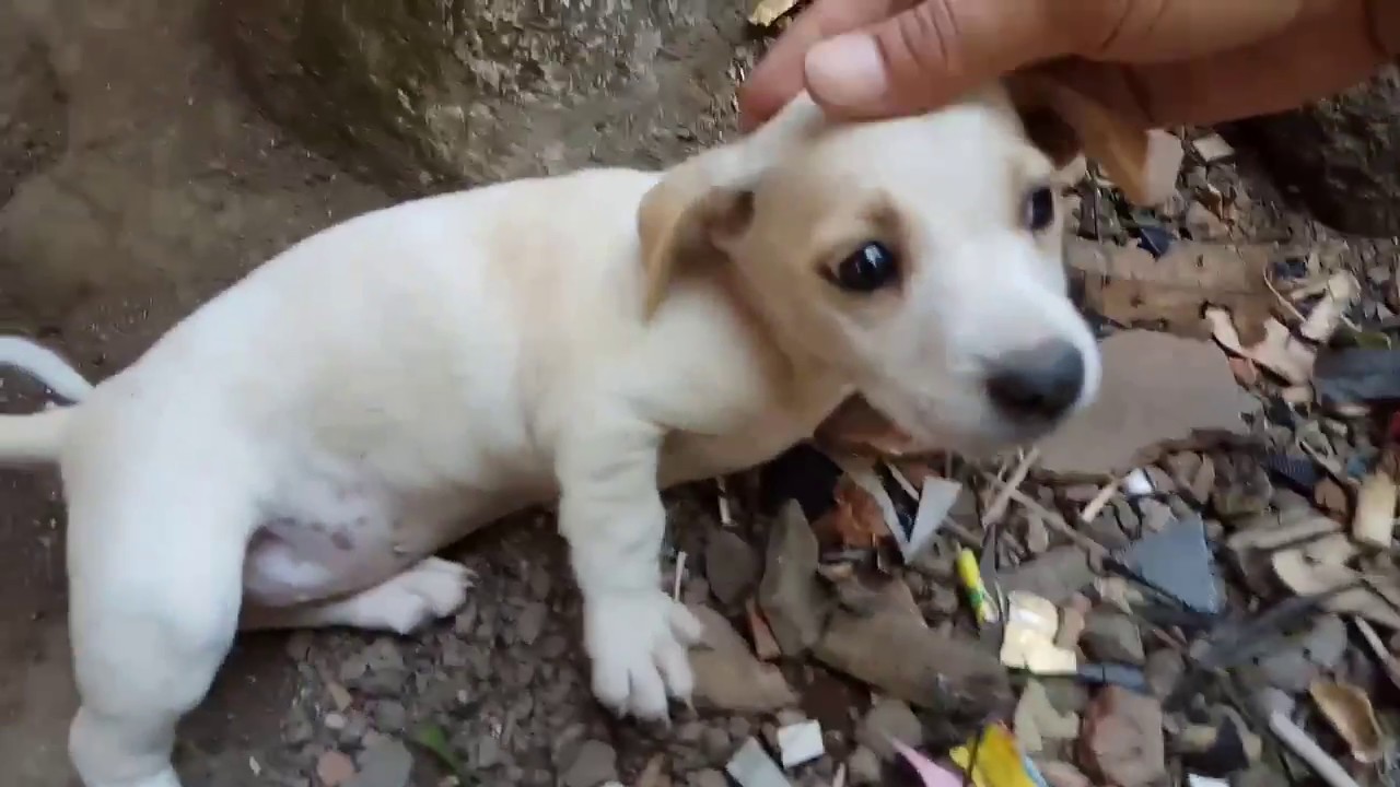 Detail Anak Anjing Yang Lucu Nomer 53