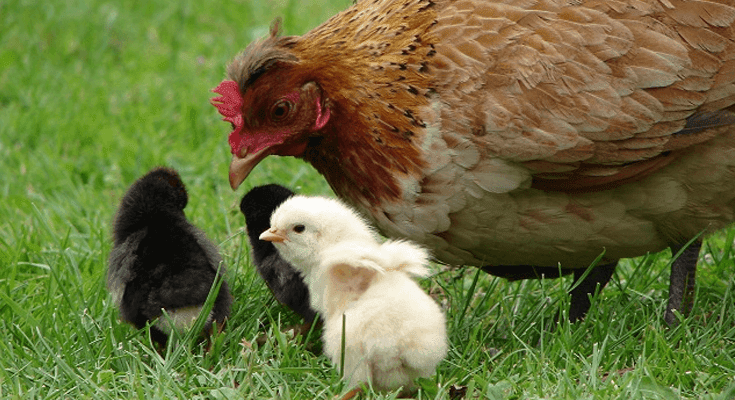 Anak Ayam Dan Induknya - KibrisPDR