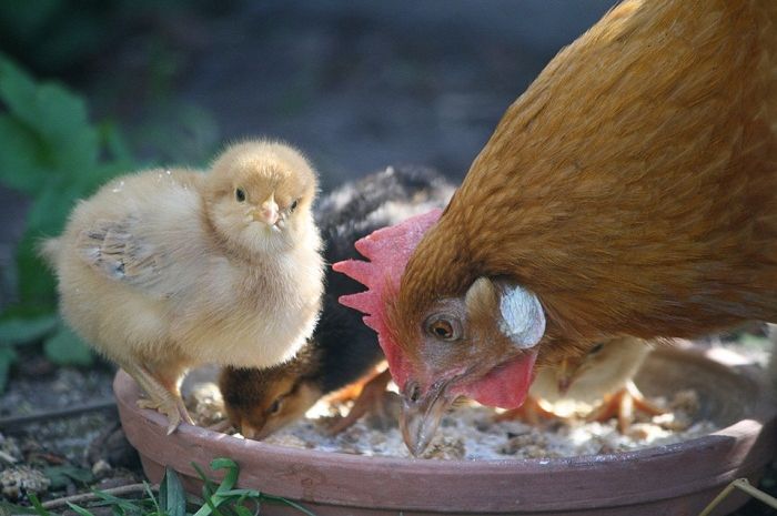 Detail Anak Ayam Dan Induknya Nomer 14