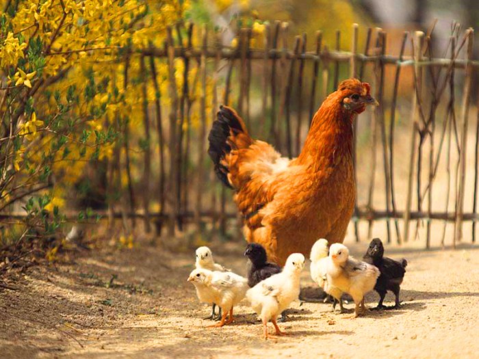 Detail Anak Ayam Dan Induknya Nomer 16