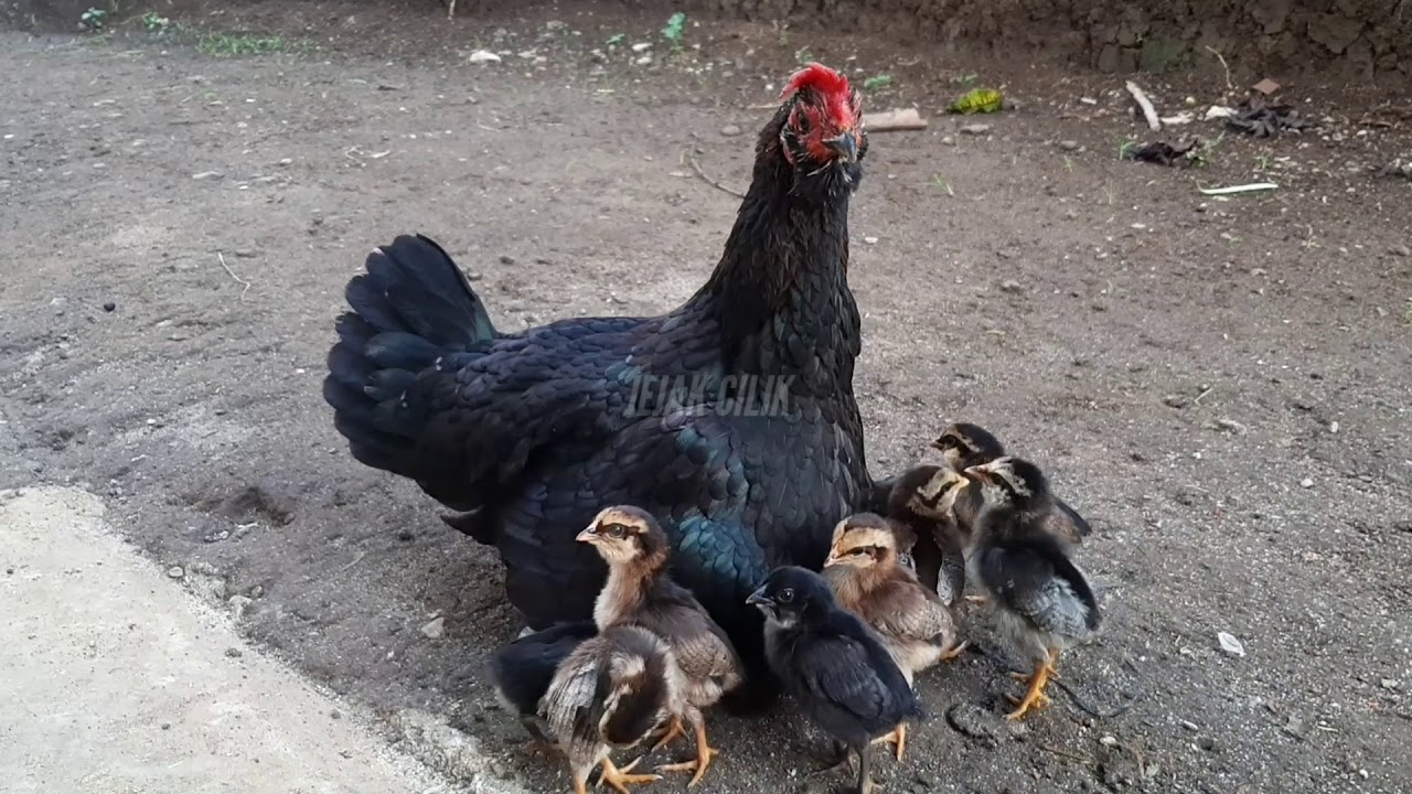 Detail Anak Ayam Dan Induknya Nomer 18