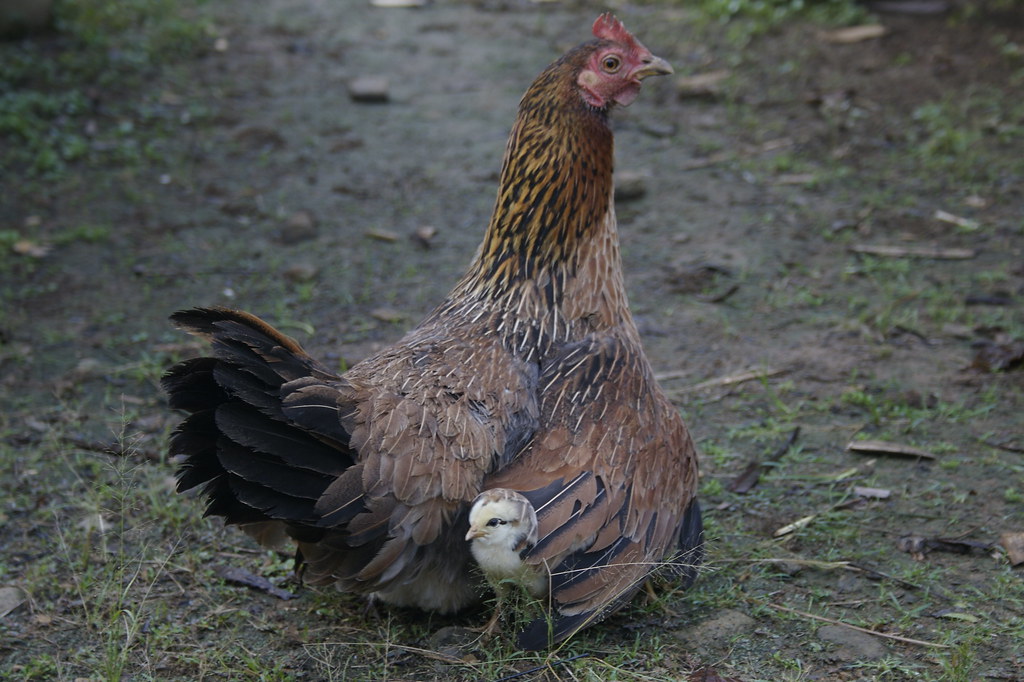 Detail Anak Ayam Dan Induknya Nomer 23