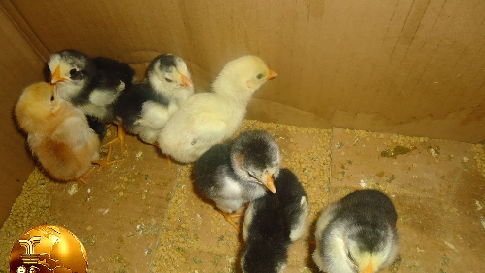 Detail Anak Ayam Dan Induknya Nomer 25