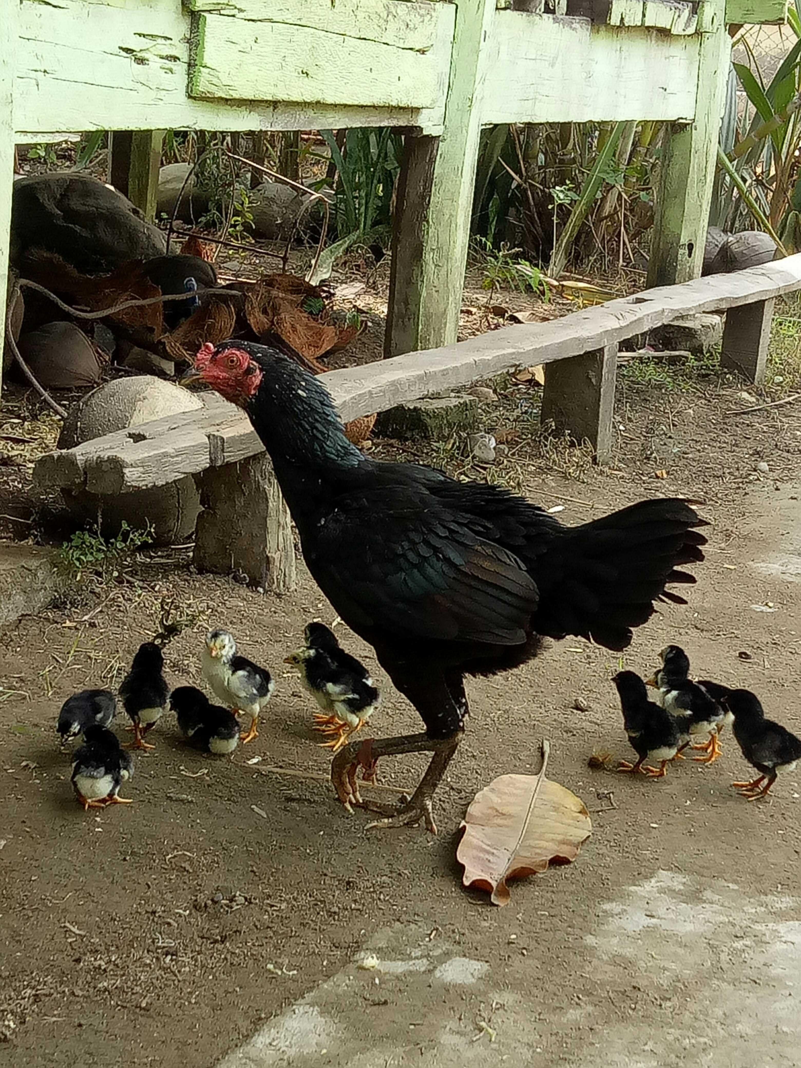 Detail Anak Ayam Dan Induknya Nomer 29