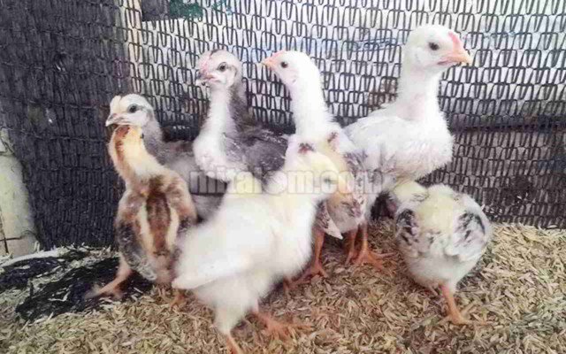 Detail Anak Ayam Dan Induknya Nomer 32