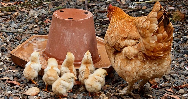 Detail Anak Ayam Dan Induknya Nomer 33