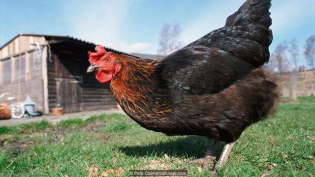 Detail Anak Ayam Dan Induknya Nomer 43