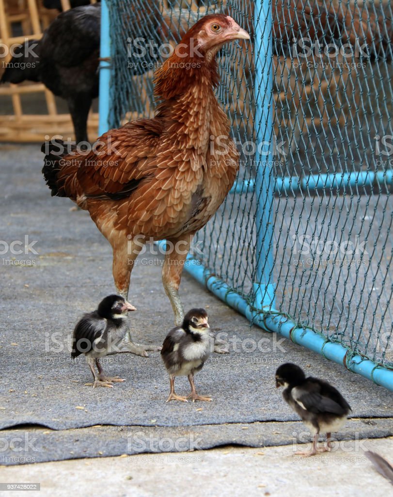 Detail Anak Ayam Dan Induknya Nomer 47