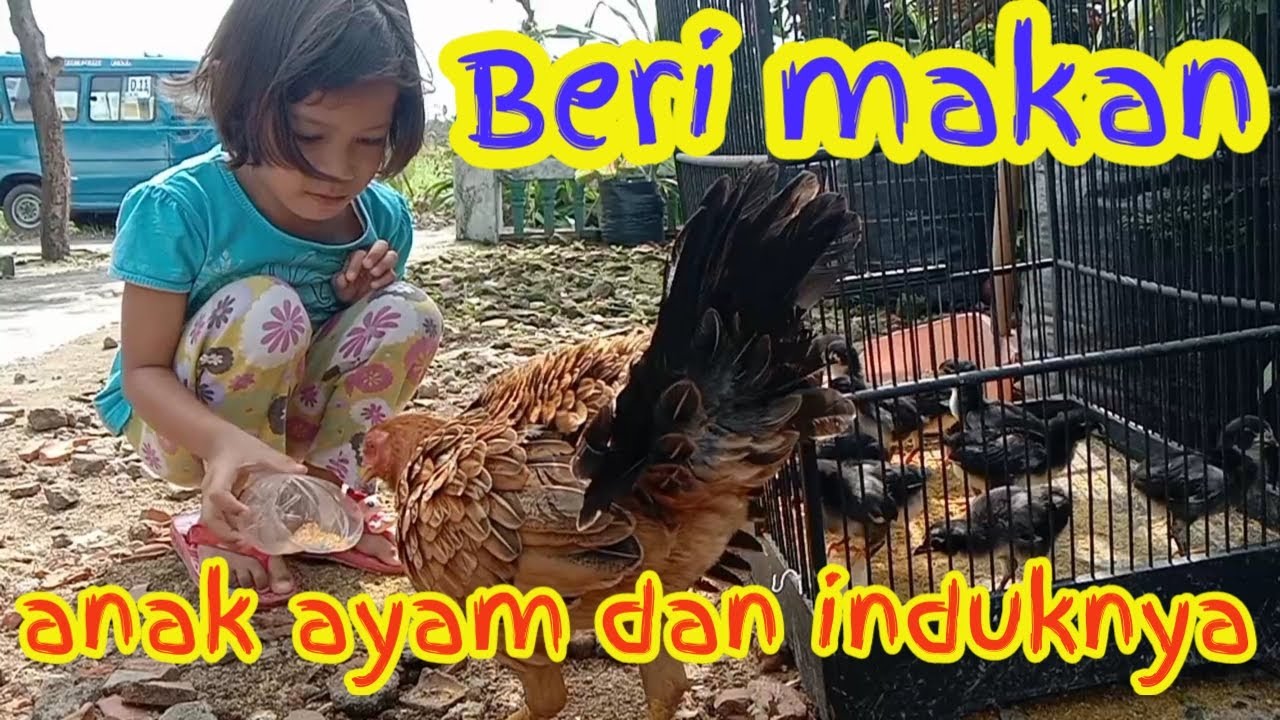 Detail Anak Ayam Dan Induknya Nomer 48