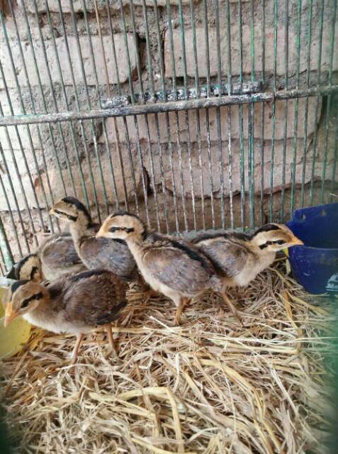 Anak Ayam Hutan Hijau - KibrisPDR