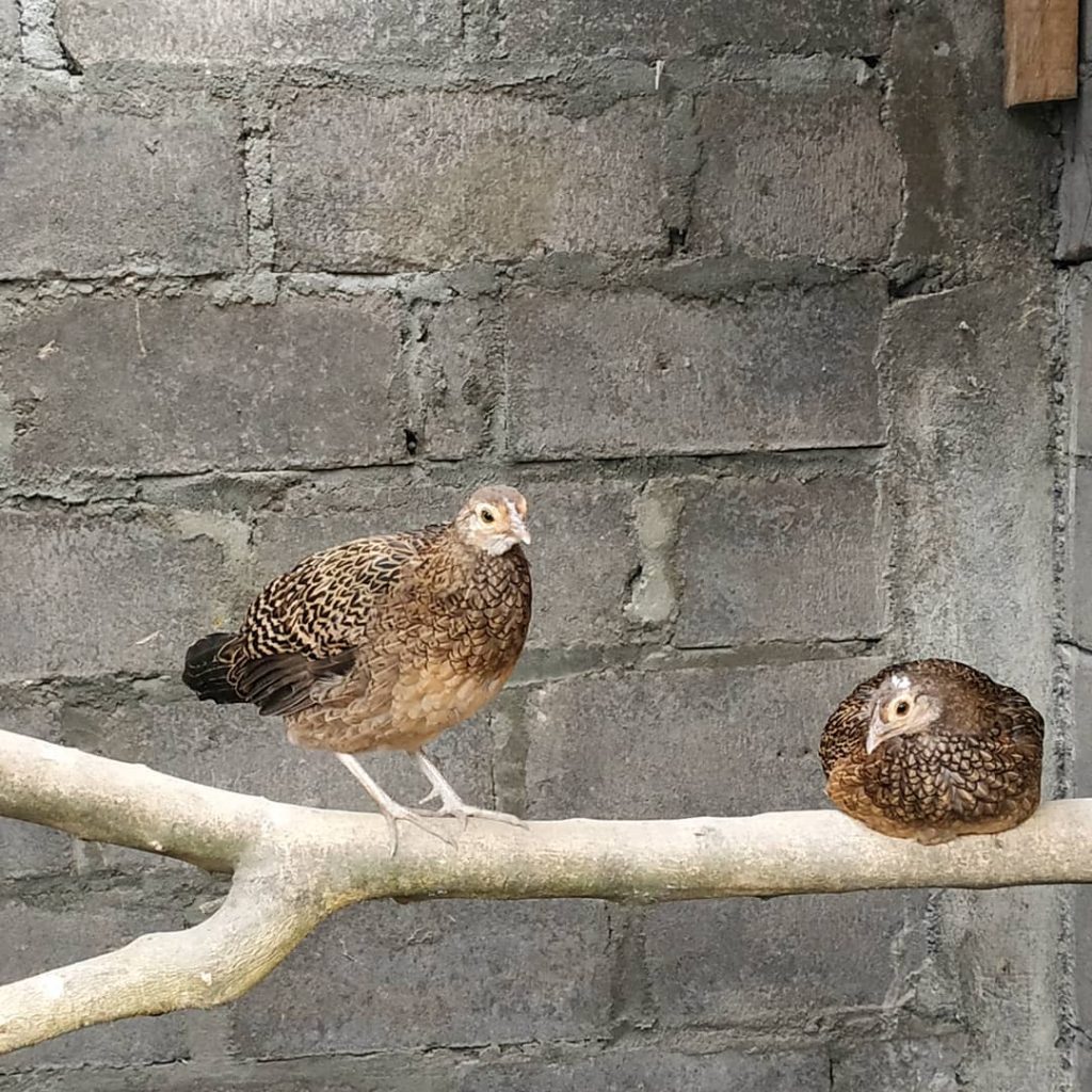 Detail Anak Ayam Hutan Hijau Nomer 16