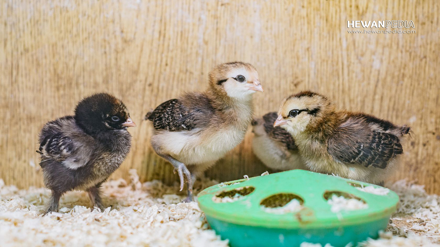 Detail Anak Ayam Hutan Hijau Nomer 19