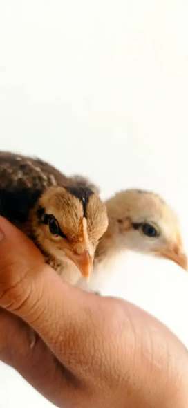 Detail Anak Ayam Hutan Hijau Nomer 21