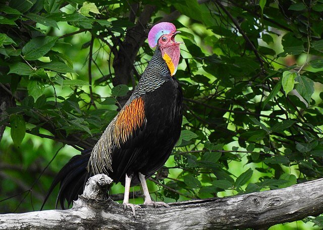 Detail Anak Ayam Hutan Hijau Nomer 32