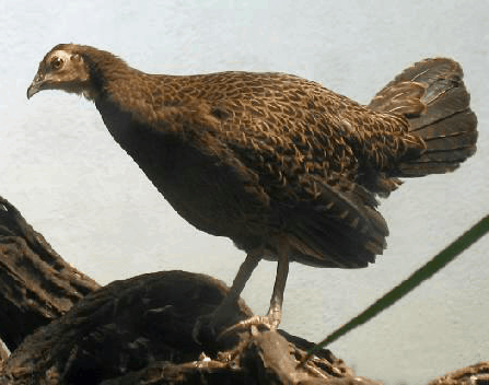 Detail Anak Ayam Hutan Hijau Nomer 39