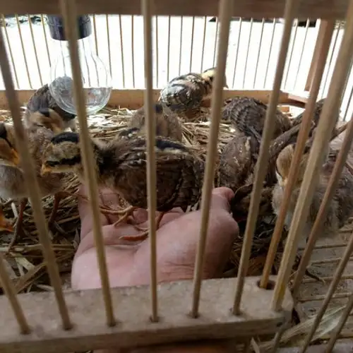 Detail Anak Ayam Hutan Hijau Nomer 41