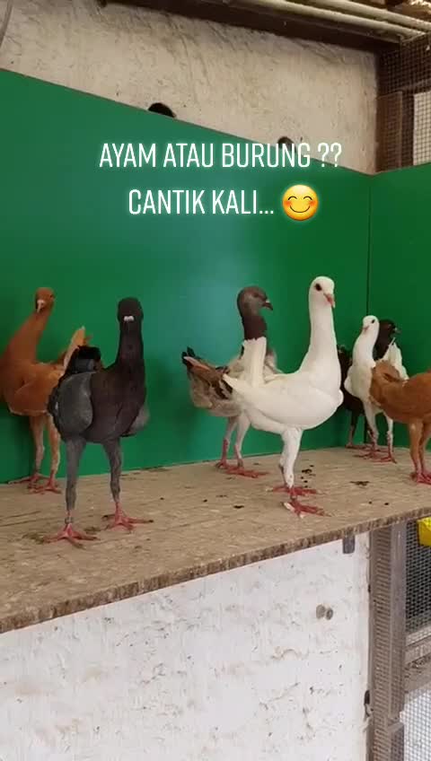 Detail Anak Ayam Joget Nomer 51