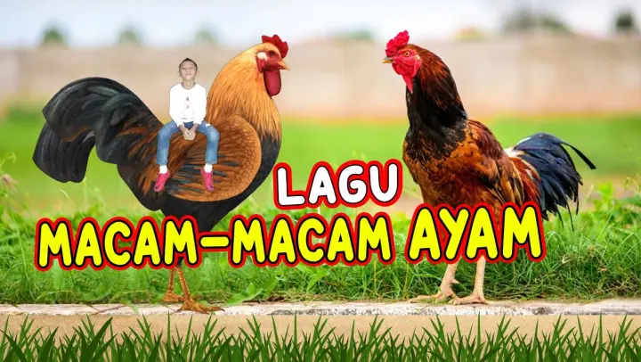 Detail Anak Ayam Joget Nomer 54