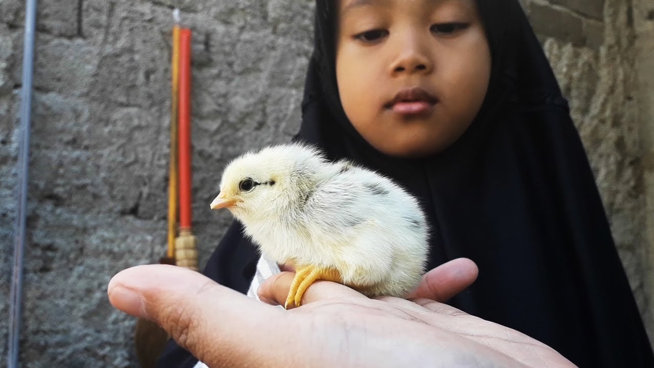 Detail Anak Ayam Lucu Nomer 36