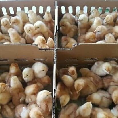 Anak Ayam Petelur - KibrisPDR