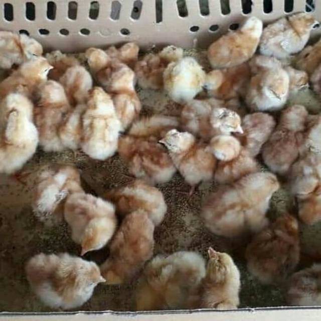 Detail Anak Ayam Petelur Nomer 2