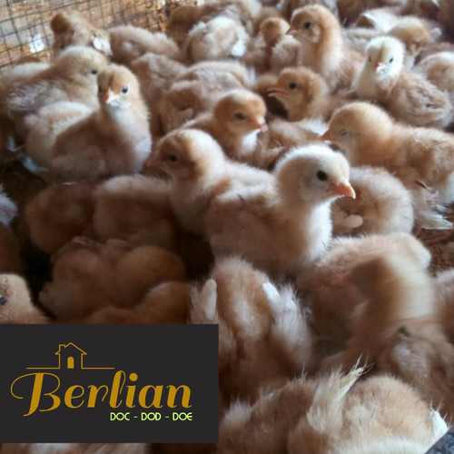 Detail Anak Ayam Petelur Nomer 20