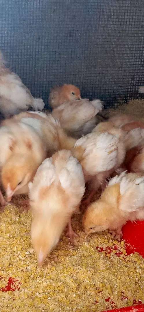 Detail Anak Ayam Petelur Nomer 36