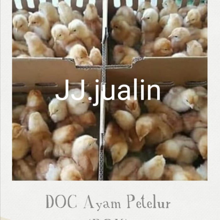 Detail Anak Ayam Petelur Nomer 4