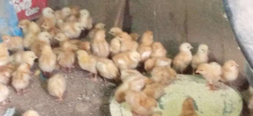 Detail Anak Ayam Petelur Nomer 40