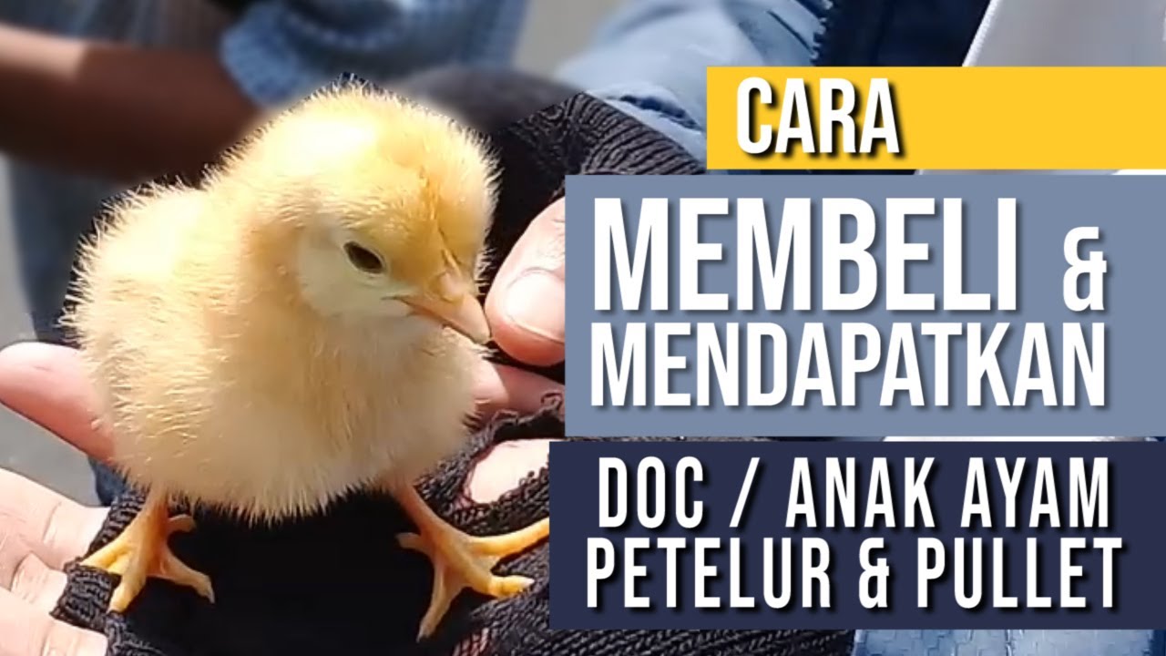 Detail Anak Ayam Petelur Nomer 42