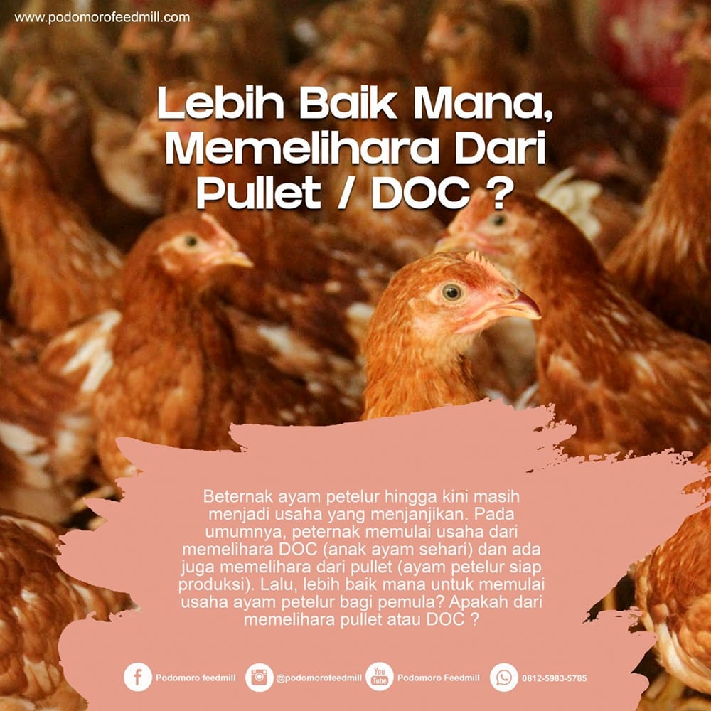 Detail Anak Ayam Petelur Nomer 51