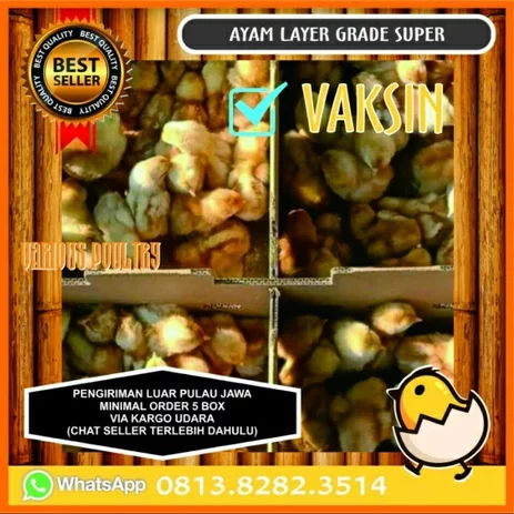 Detail Anak Ayam Petelur Nomer 52