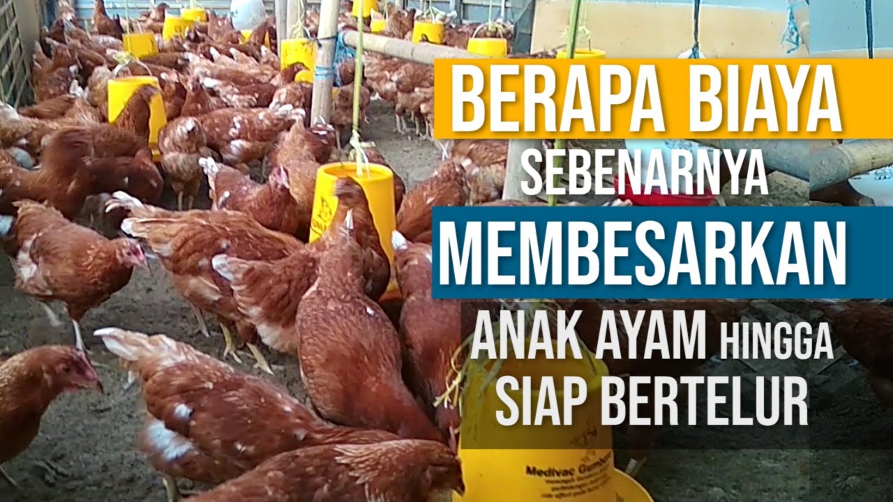 Detail Anak Ayam Petelur Nomer 54