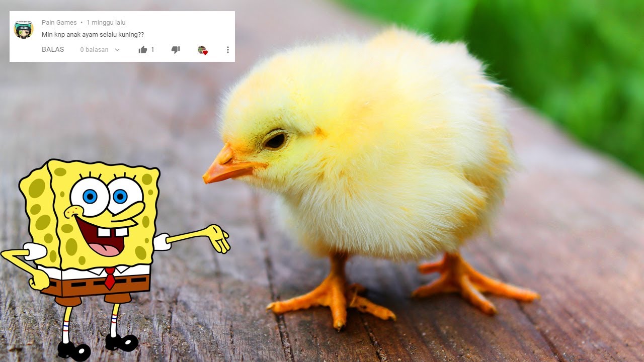 Detail Anak Ayam Warna Kuning Nomer 15