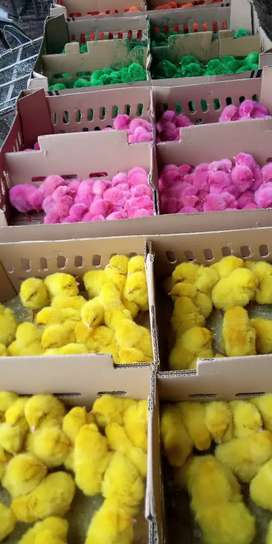 Detail Anak Ayam Warna Kuning Nomer 23