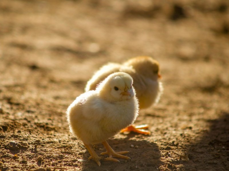 Detail Anak Ayam Warna Kuning Nomer 41