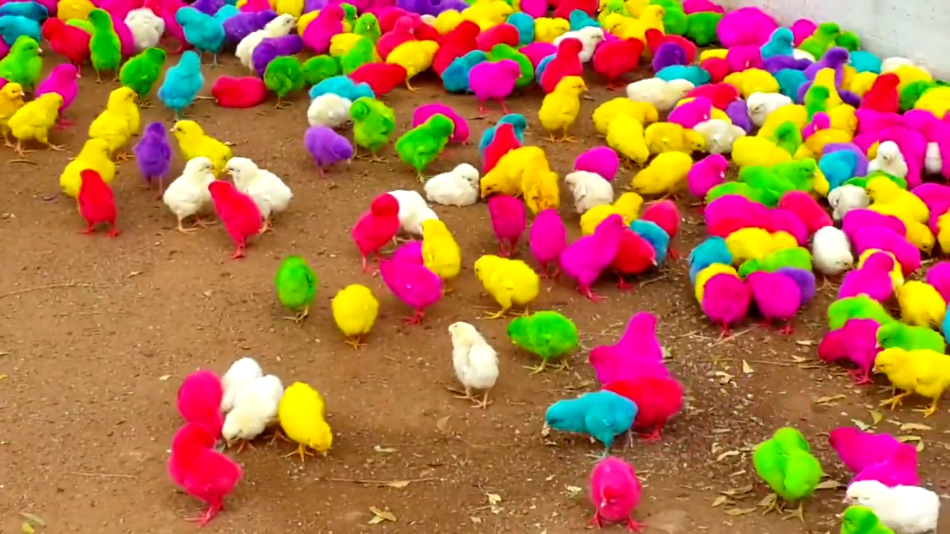 Detail Anak Ayam Warna Warni Nomer 12