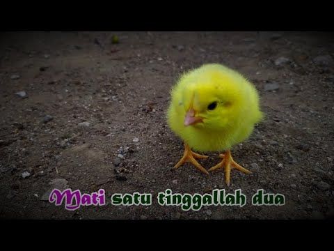 Detail Anak Ayam Warna Warni Nomer 32