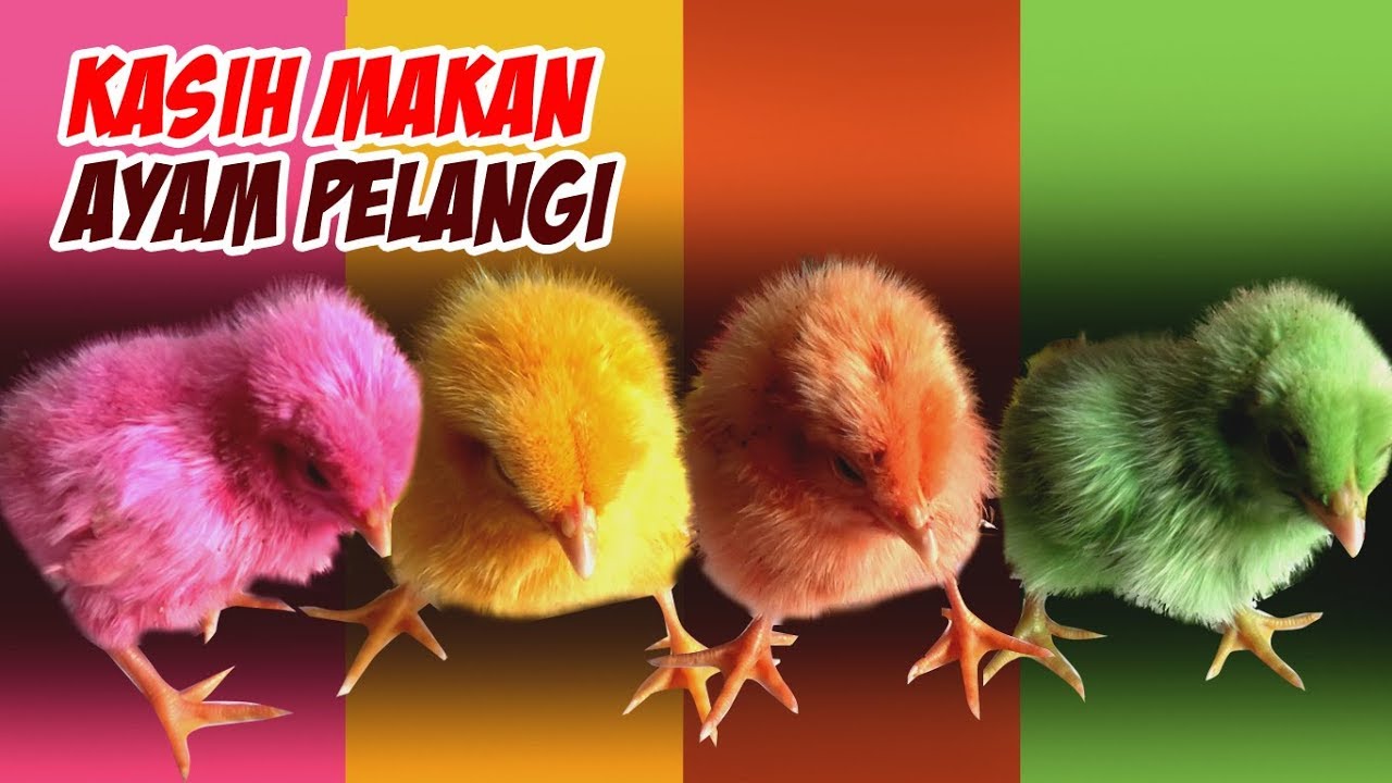 Detail Anak Ayam Warna Warni Nomer 51