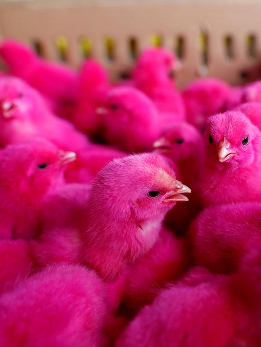 Detail Anak Ayam Warna Warni Lucu Nomer 34