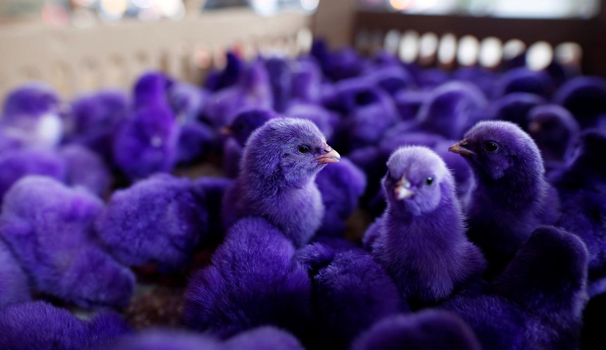 Detail Anak Ayam Warna Warni Lucu Nomer 45