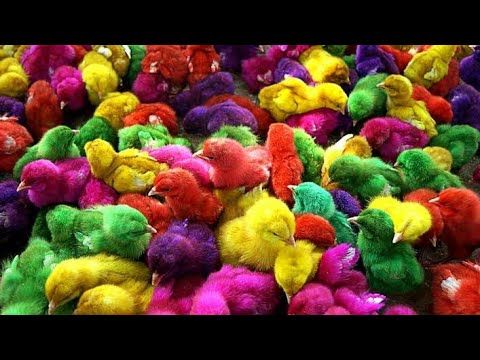 Detail Anak Ayam Warna Warni Lucu Nomer 54