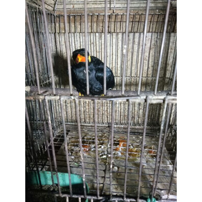 Detail Anak Burung Beo Nomer 30