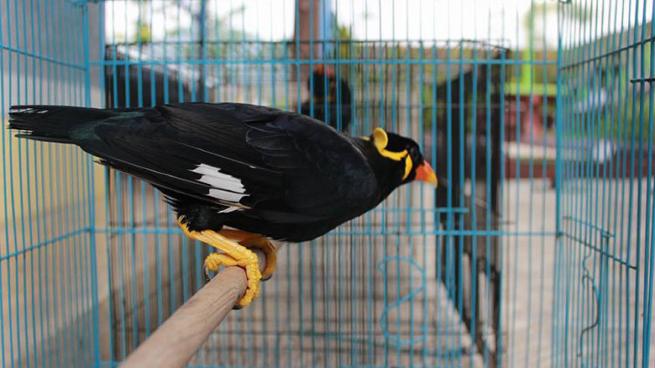 Detail Anak Burung Beo Nomer 31