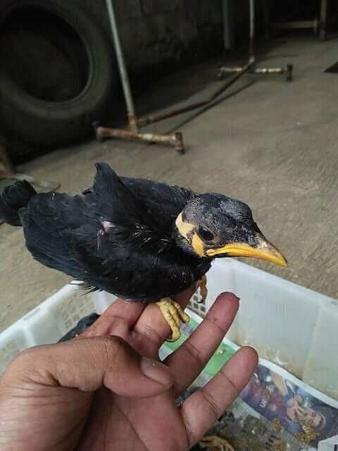 Detail Anak Burung Beo Nomer 42