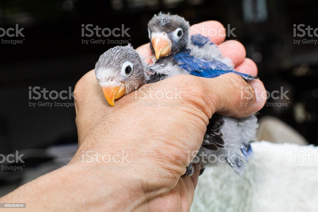 Detail Anak Burung Beo Nomer 45