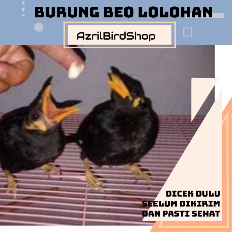 Detail Anak Burung Beo Nomer 55