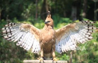 Detail Anak Burung Garuda Nomer 12